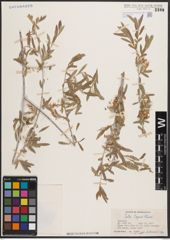 Foto von Salix capusii Franch.